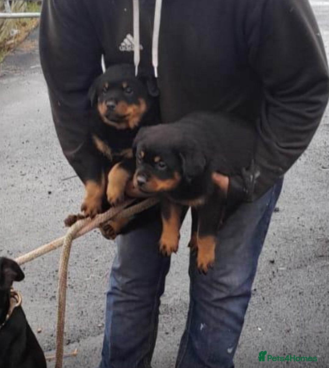 Rottweiler dogs for sale: Stunning Rottweiler puppies  - Image 2