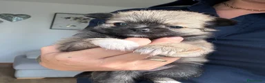 Pomchi 4