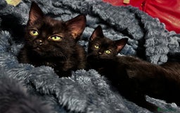 American Shorthair cats for sale: Cute 4 little females ready to go to new home - Image 1