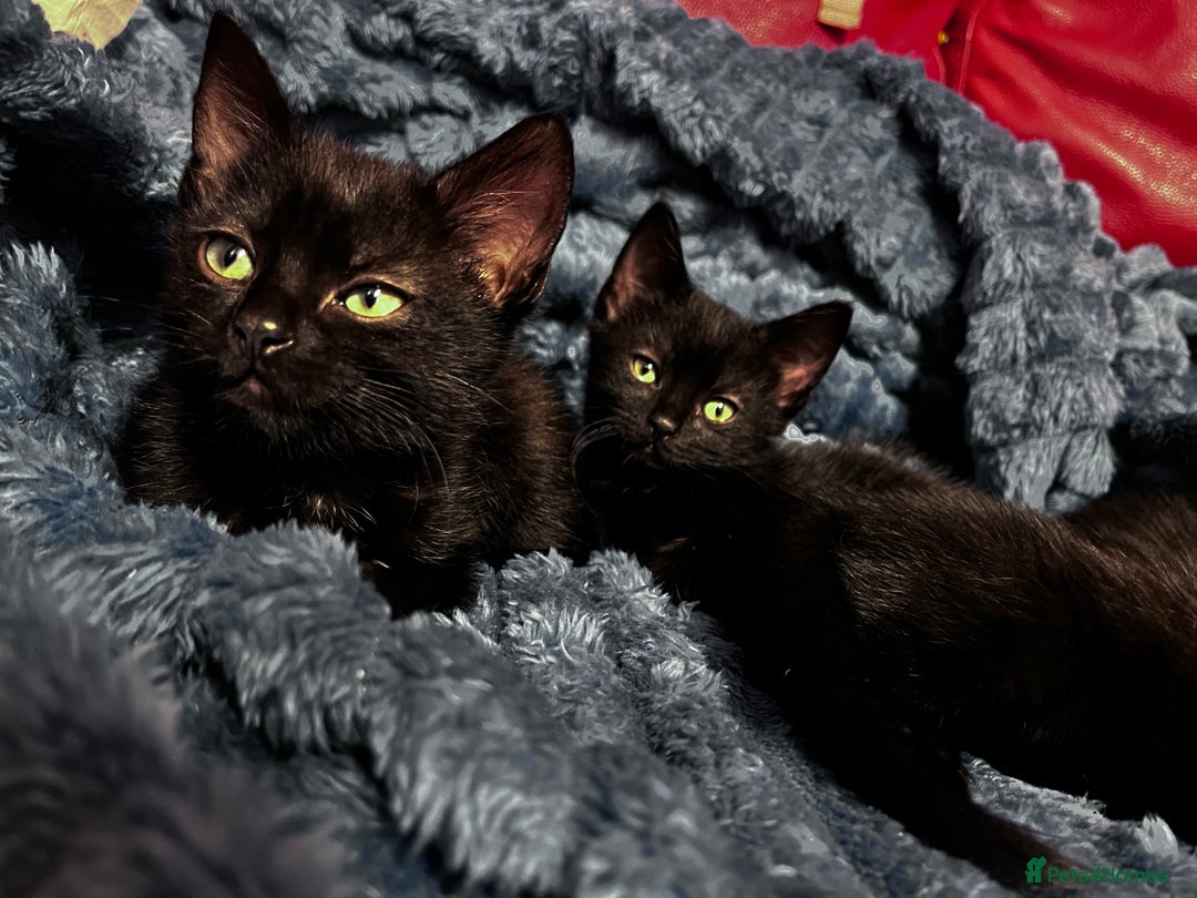 American Shorthair cats for sale: Cute 4 little females ready to go to new home - Image 1