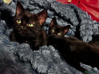 American Shorthair cats - Advert 16