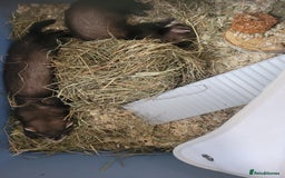 Ferret rodents for sale: Ferrets needing rehoming - Image 1