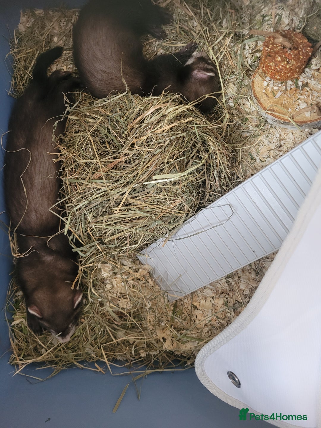 Ferret rodents for sale: Ferrets needing rehoming - Image 1