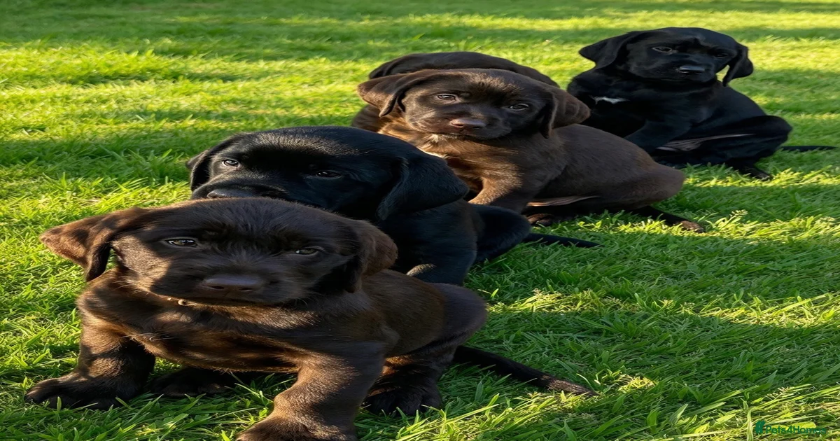 STUNNING GWP X LABRADOR PUPPIES for sale in Tenbury Wells | Pets4Homes