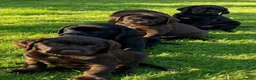 Mixed Breed dogs for sale: STUNNING GWP X LABRADOR PUPPIES - Advert 1