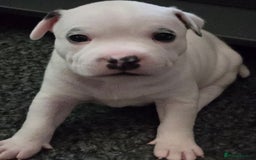 Staffordshire Bull Terrier dogs for sale: VERY RARE WHITE BLUE PIED & BLUE/WHITE SBT'S - Image 9