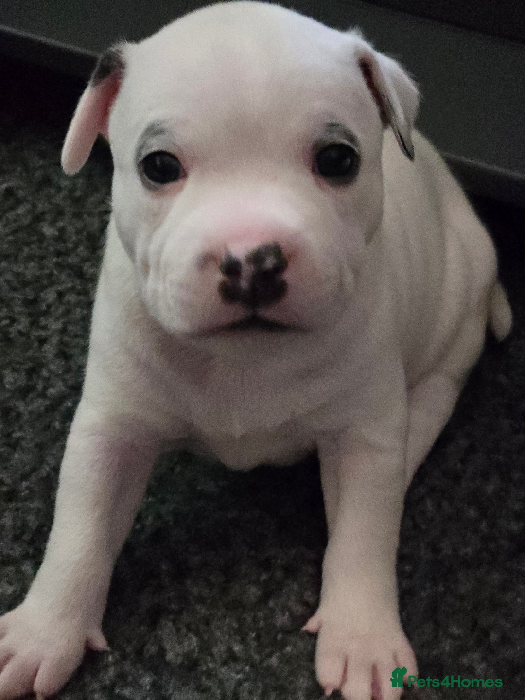 Staffordshire Bull Terrier dogs for sale: VERY RARE WHITE BLUE PIED & BLUE/WHITE SBT'S - Image 9