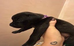 Staffordshire Bull Terrier dogs for sale: 5 staff pups  - Image 11