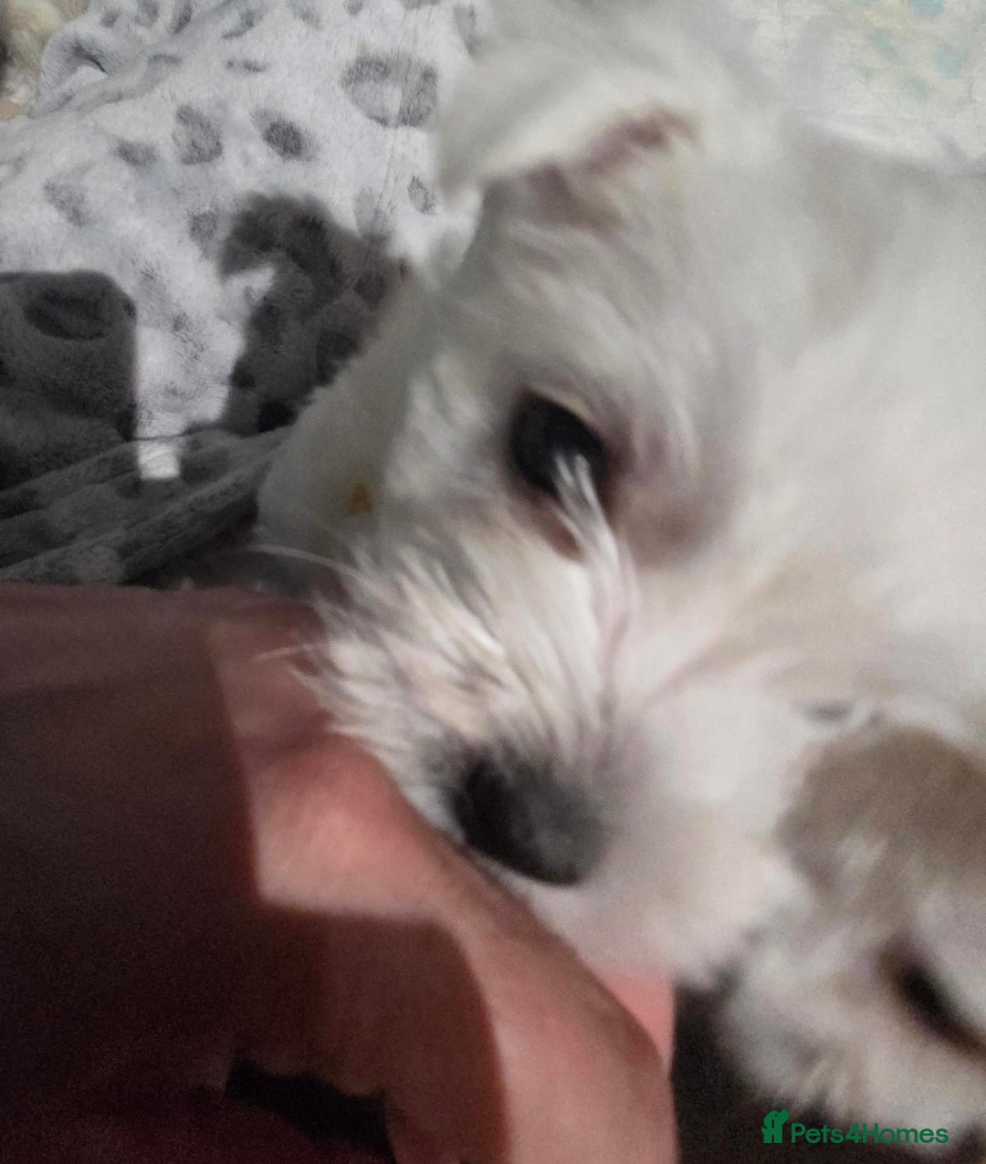 West Highland Terrier dogs for sale: Gorgeous pedigree westies, excellent bloodlines - Image 12