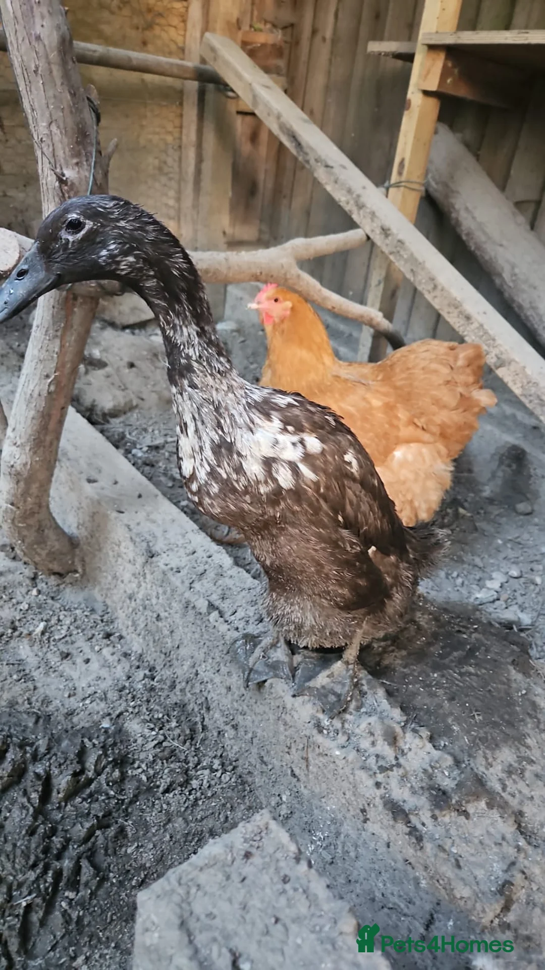Mixed Breed poultry for sale: Female Chicken & Duck for rehoming in Cobham - Advert 2