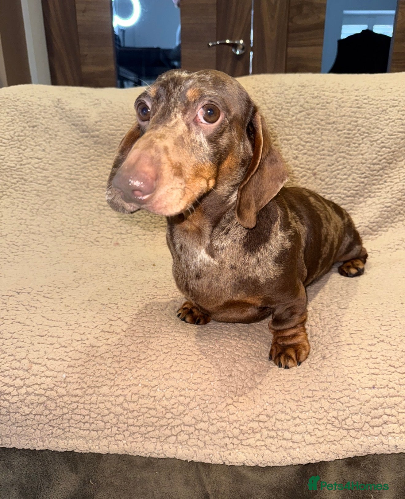 Miniature Dachshund dogs 💙Meet Archie, Our KC Chocolate Dapple boy 💙 - Advert 2