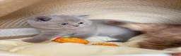 British Shorthair cats for sale: British Shorthair Kittens - Advert 20