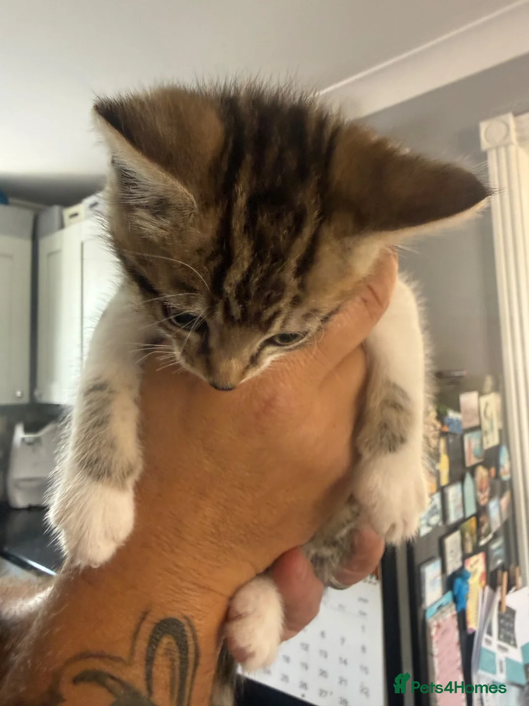 Mixed Breed cats for sale: Tabby Kittens  - Advert 10