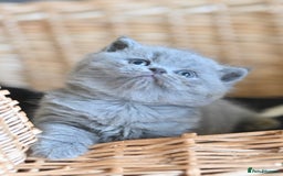 British Shorthair cats for sale: GCCF reg blue kittens ready to go from 24/10 - Image 27