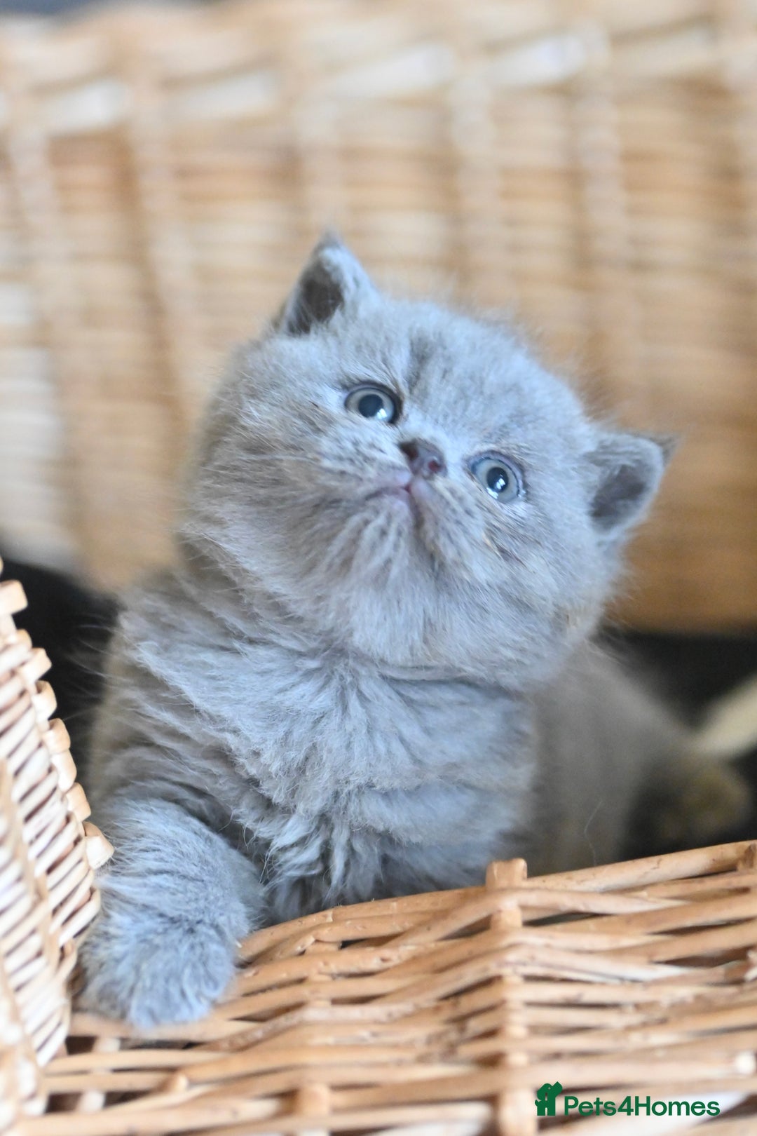 British Shorthair cats for sale: GCCF reg blue kittens ready to go from 24/10 - Image 27