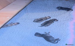 Pomeranian dogs for sale: Pomeranian puppy’s for sale - Advert 7