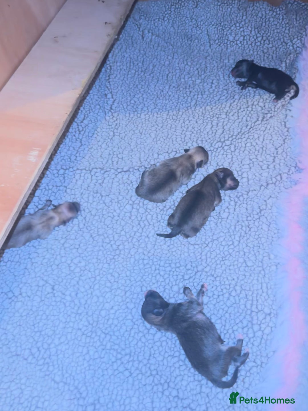 Pomeranian dogs for sale: Pomeranian puppy’s for sale - Advert 7