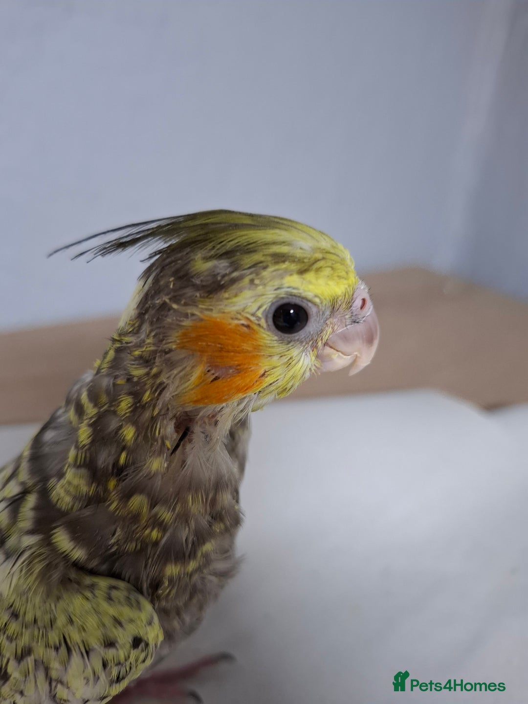 Cockatiels birds for sale: Pearl pied Hand Reared Cockatiel - Image 3