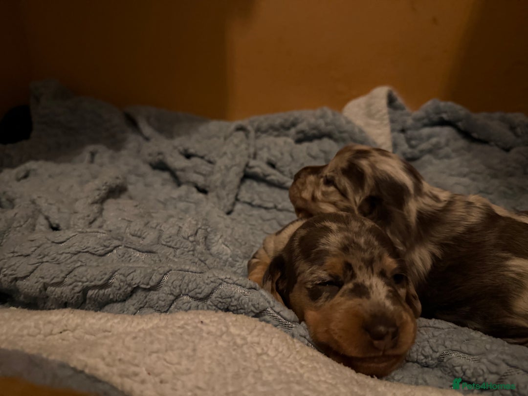 Dachshund dogs for sale: 2 beautiful girls - Image 9