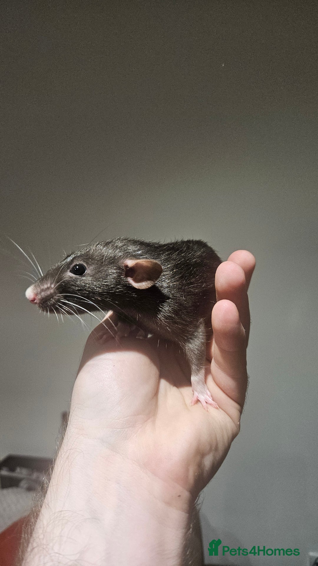 Rat rodents for sale: FREE DUMBO RATS + CAGE - Image 1