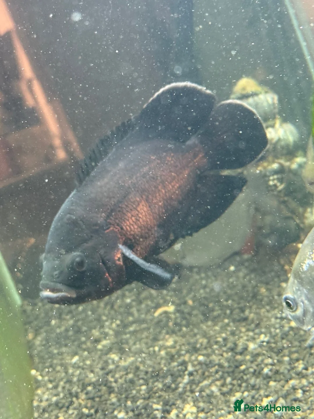 Cichlids fish for sale: Flash the Tiger Oscar  - Advert 2