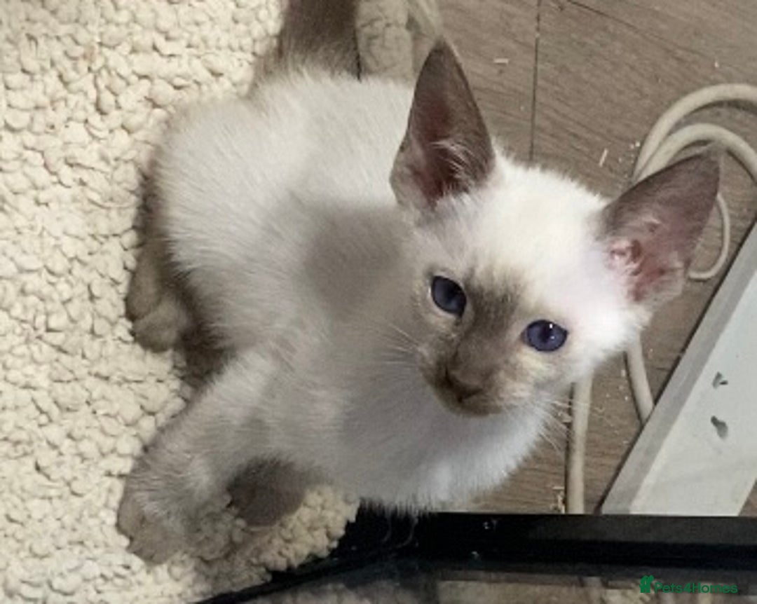 Oriental cats for sale: Oriental kittens  - Advert 17