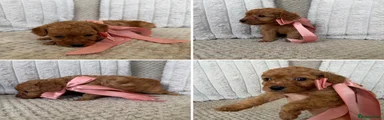 Female Puppy - Red 