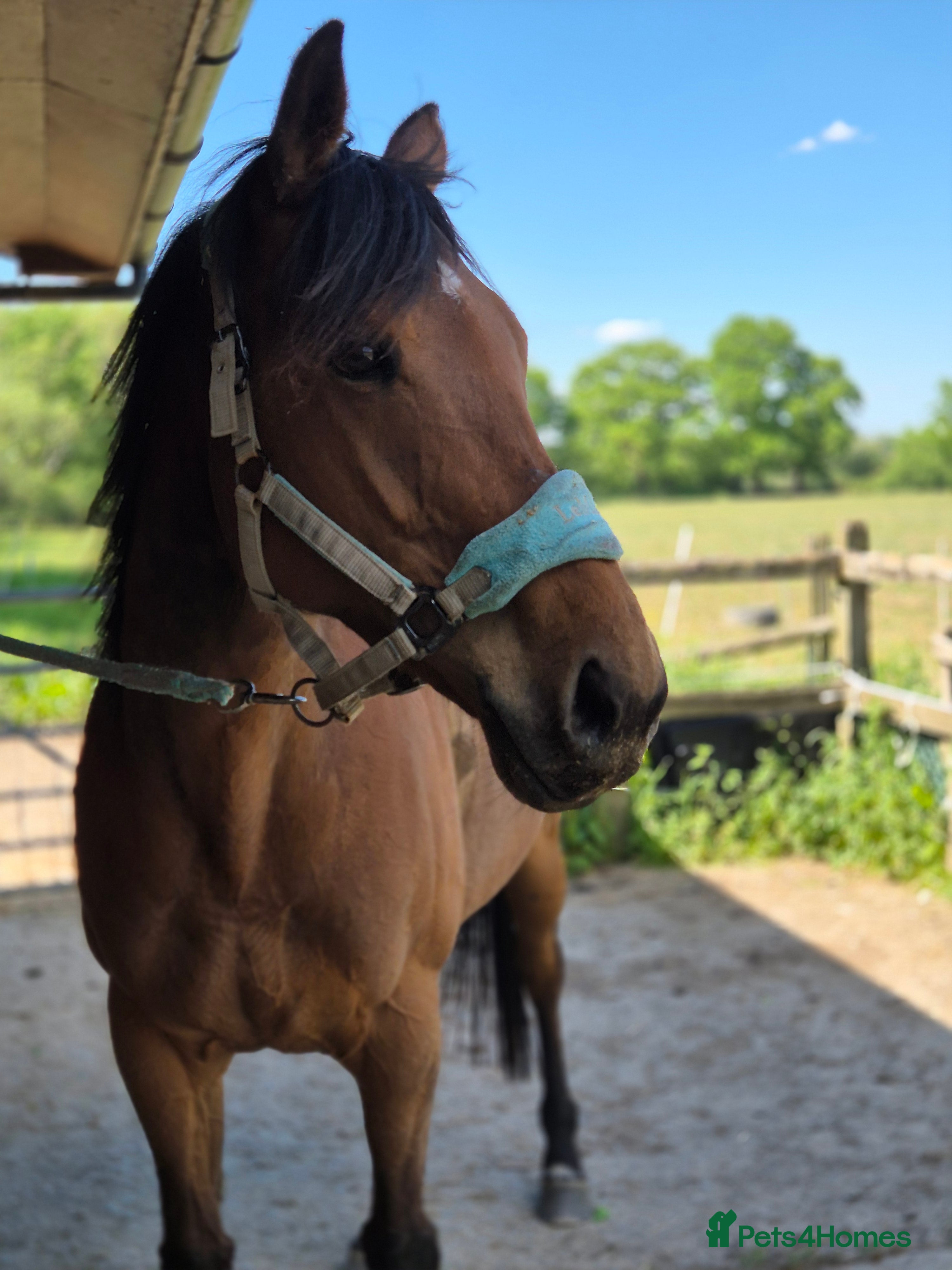 English Thoroughbred horses Gorgeous girl looking for new home - Advert 2