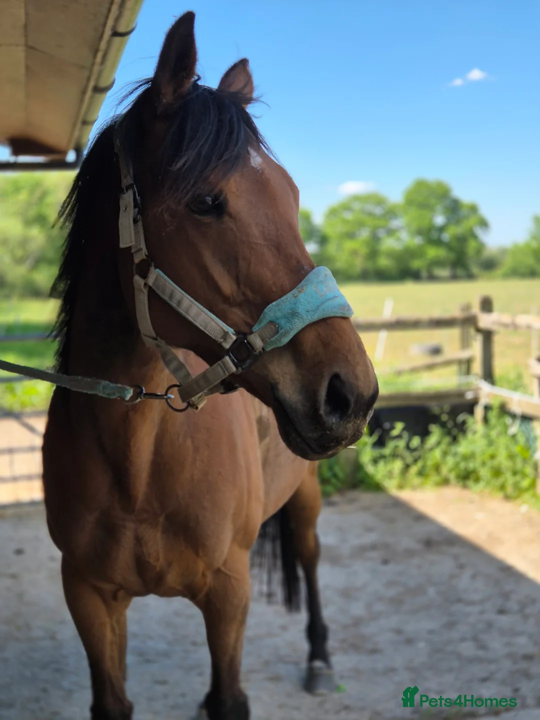 English Thoroughbred horses for sale: Gorgeous girl looking for new home - Advert 1