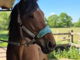 English Thoroughbred horses Gorgeous girl looking for new home - Advert 1