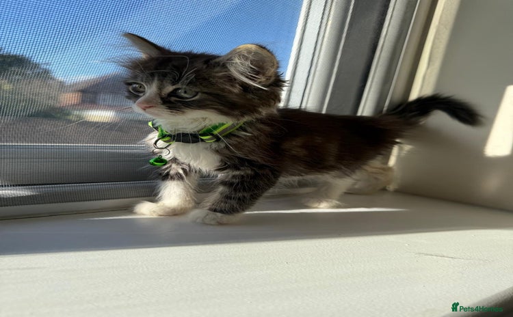 Mixed Breed cats - Advert 3