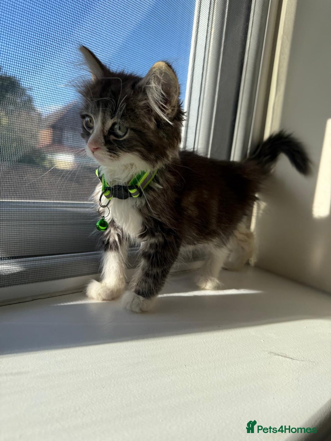 Mixed Breed cats for sale: Adorable Ragdoll and Norwegian Forest Kittens - Image 1