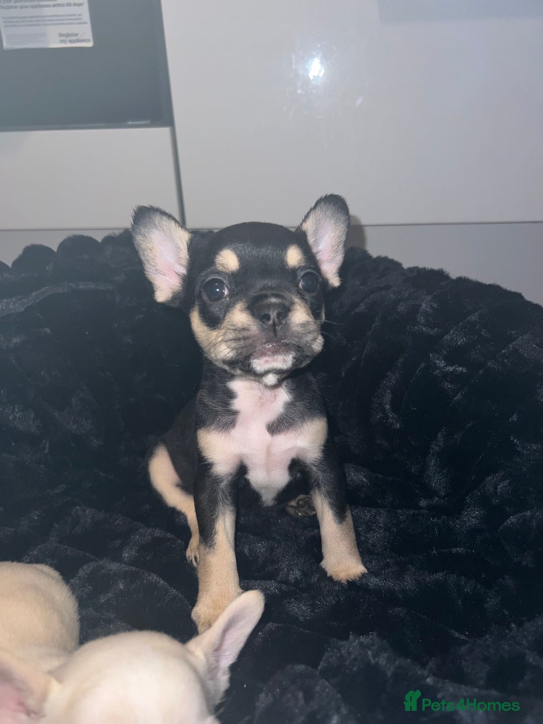 French Bulldog dogs for sale: French Bulldogs - Advert 6