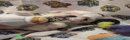 Maltese dogs for sale: Stunning Maltese puppies - Advert 6