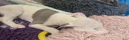 Whippet dogs for sale: Heart and DNA tested Blue Parti Whippet Puppies. - Advert 8