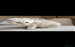 British Shorthair cats for sale: White / bits of beige and grey / British shorthair - Image 6