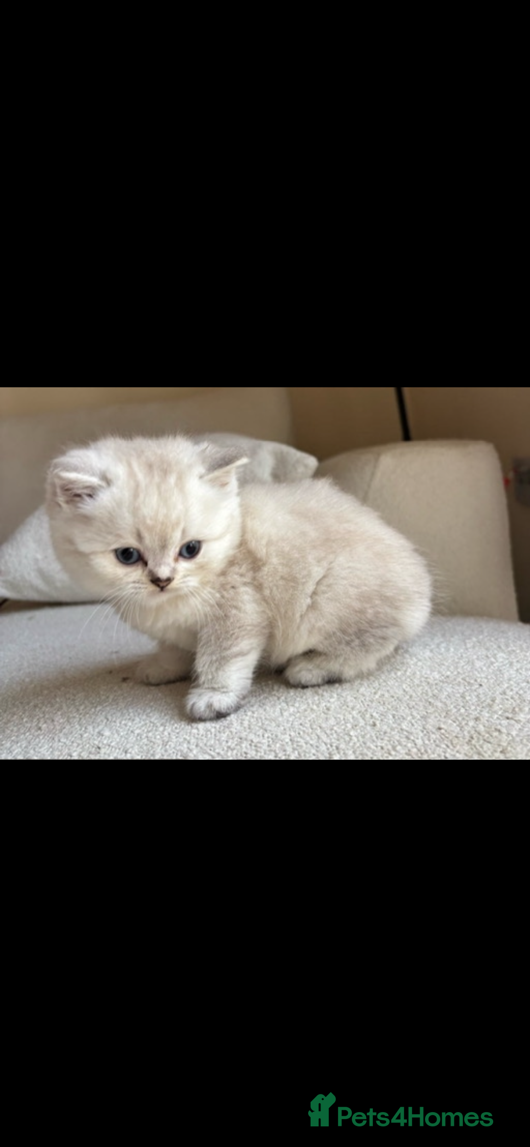 British Shorthair cats for sale: White / bits of beige and grey / British shorthair - Image 6