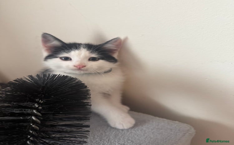 Mixed Breed cats - Advert 2