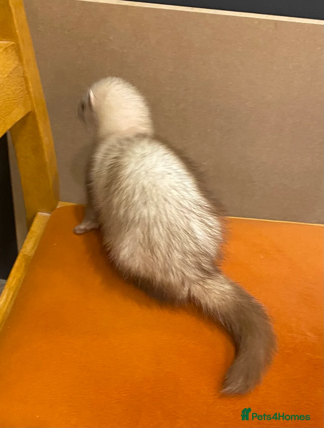 Ferret rodents for sale: Ferret with large home  in Richmond - Advert 7