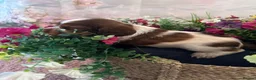 Mixed Breed dogs for sale: F1BB ENGLISH SHOW TYPE COCKERPOOS in Waterlooville - Advert 16