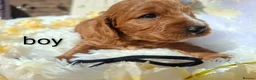 Cockapoo dogs for sale: Cockapoo Puppies PRA Clear! 262 DNA tests clear!KC - Advert 24
