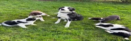 Border Collie dogs for sale: Border Collie Puppies - Advert 15