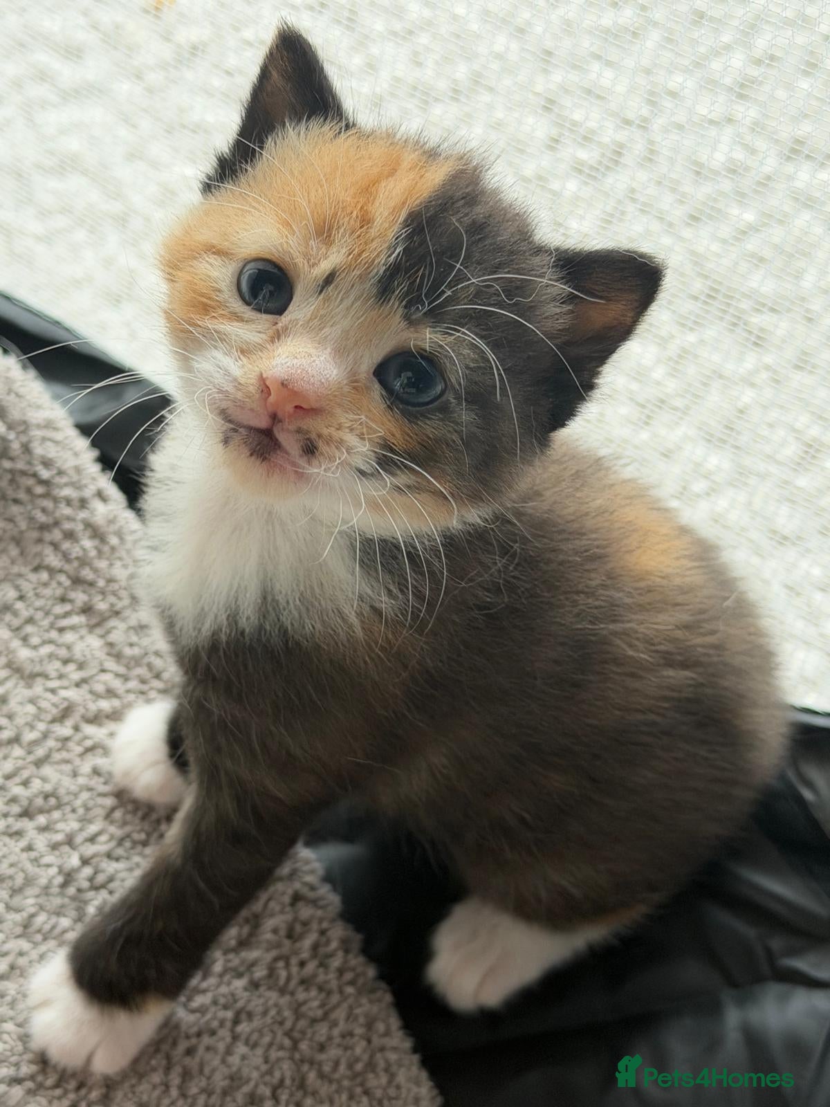 Mixed Breed cats 🐱 Beautiful friendly kittens 🐱 £180-£250  - Advert 18