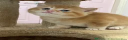 British Shorthair cats for sale: Adorable BSH kittens - Advert 8