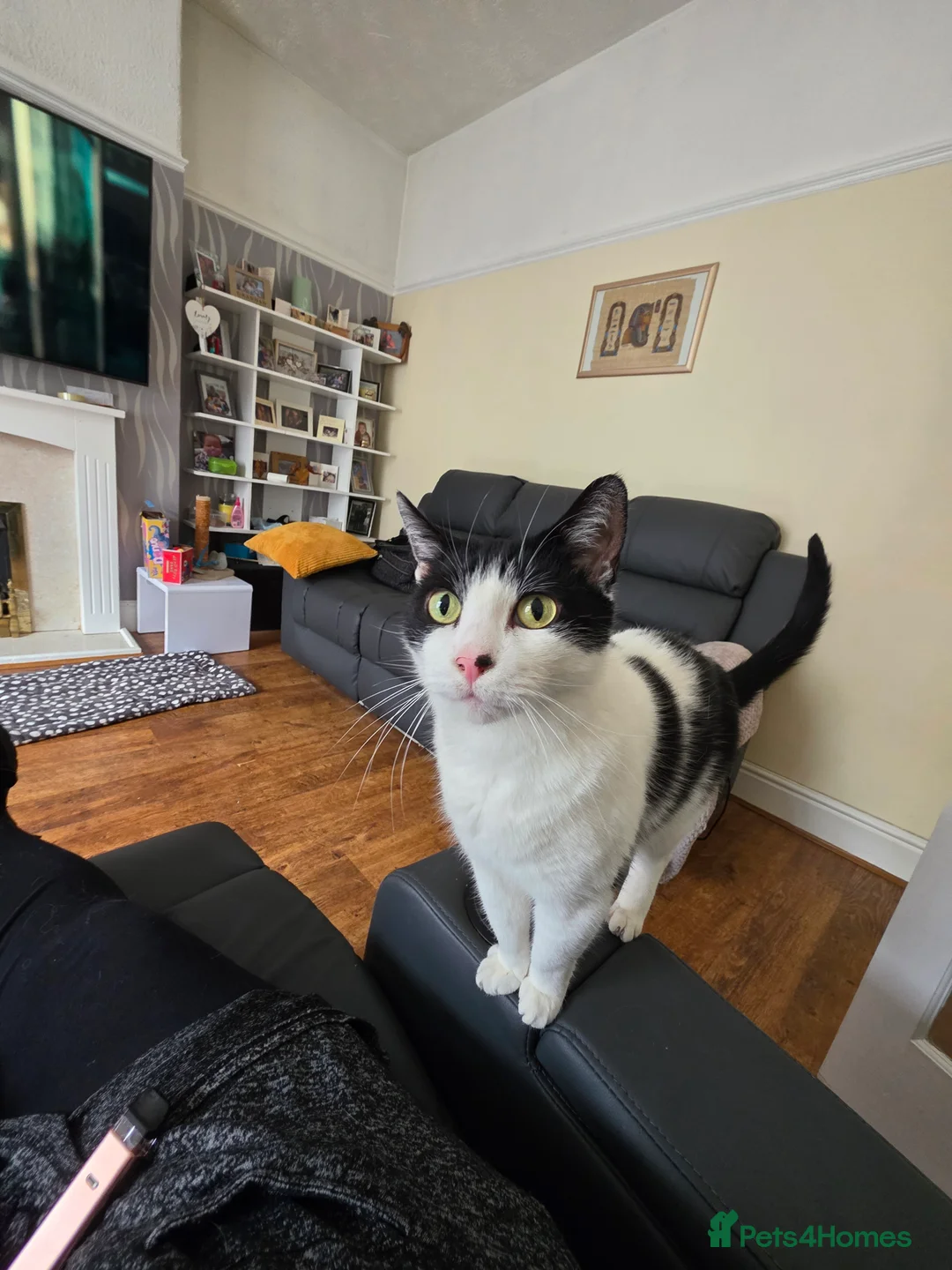 Mixed Breed cats for sale: Loving home needed - Advert 2