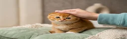 British Shorthair cats for sale: Last-Adorable Kitten Ready For Loving Home ❤️ - Advert 6