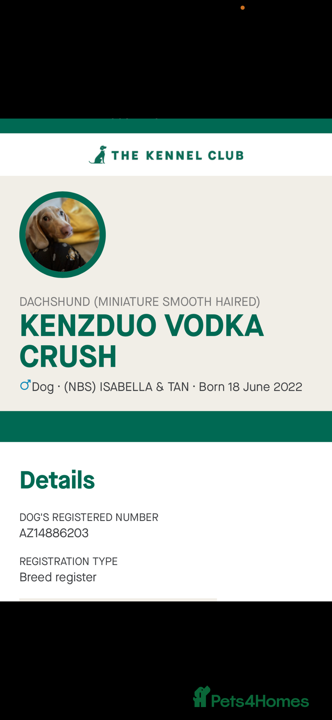 Miniature Dachshund dogs for sale: Mini dachshund’s puppies 8 weeks old - Advert 2