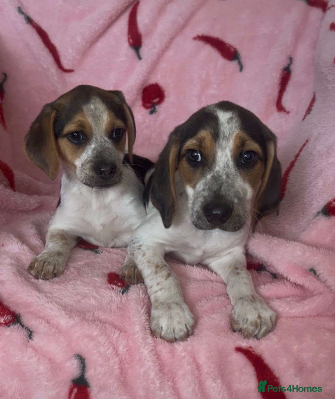 Beagle dogs Health tested beagle puppies  - Advert 3