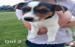 Jack Russell dogs for sale: Gorgeous true traditional Jack Russell pups - Image 3
