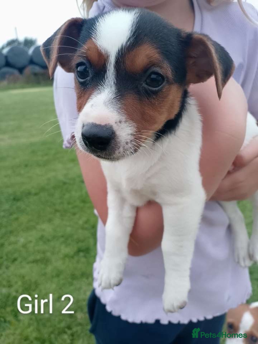 Jack Russell dogs for sale: Gorgeous true traditional Jack Russell pups - Image 3